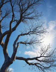 Feathered branches on a tree against a serene sapphire blue sky, gray, branches, feathered