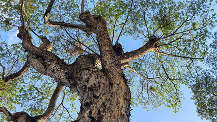 Giant trees seen from below with tree tops
