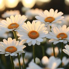 Naklejka premium Sunlit Daisies: A Field of Delicate White Blooms in Warm Golden Light