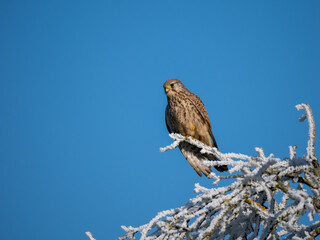 Turmfalke (Falco tinnunculus)
