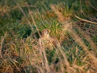 Turmfalke (Falco tinnunculus)