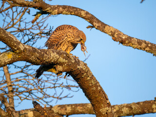 Turmfalke (Falco tinnunculus)