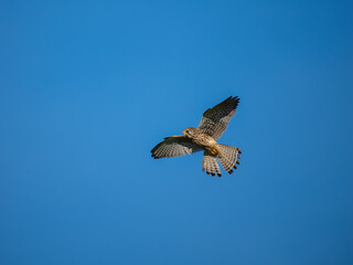 Turmfalke (Falco tinnunculus)