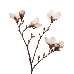 Flower Branch White Background on transparent background.