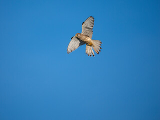 Turmfalke (Falco tinnunculus)