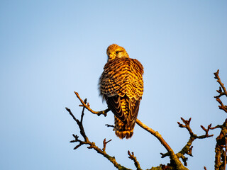 Turmfalke (Falco tinnunculus)