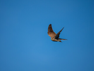 Turmfalke (Falco tinnunculus)