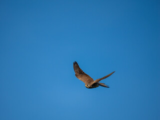 Turmfalke (Falco tinnunculus)