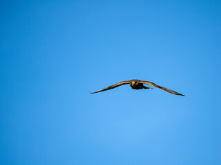 Turmfalke (Falco tinnunculus)