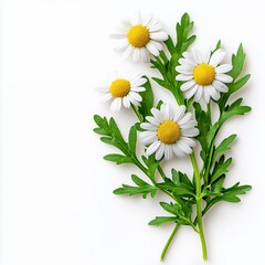 Obraz premium Delicate White Daisies with Yellow Centers on White Background: A Close-up Floral Image