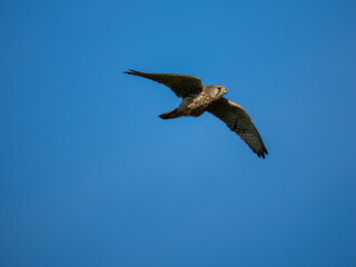 Turmfalke (Falco tinnunculus)