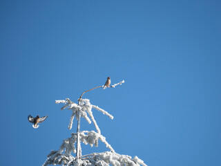 Turmfalke (Falco tinnunculus)