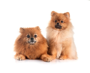 Obraz premium pomeranians in studio