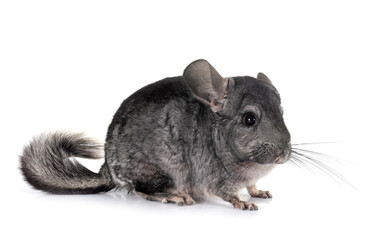 Chinchilla in studio