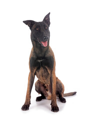 malinois in studio