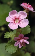 pink and white flower