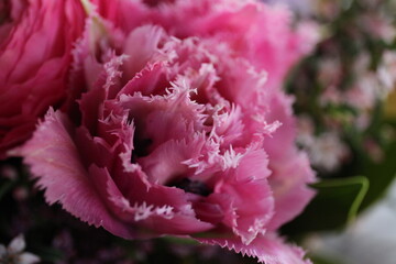 Close up of rough edge pink tulip