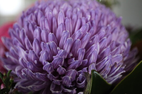 close up of purple Callistephus flower