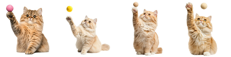 Playful Persian cats reaching for colorful toys in fun scene, isolated on transparent background.