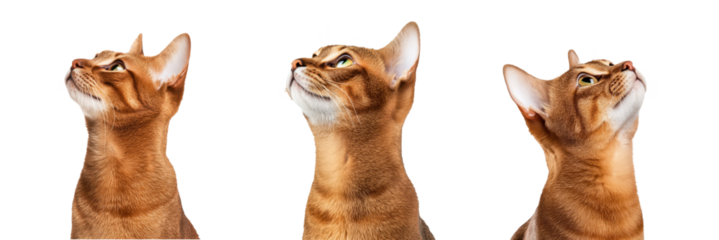 Curious Abyssinian cat looking sideways with alert expression, isolated on transparent background.
