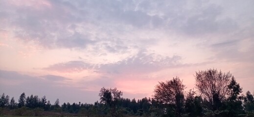Serene Rural Landscape at Sunrise with Silhouetted Trees
