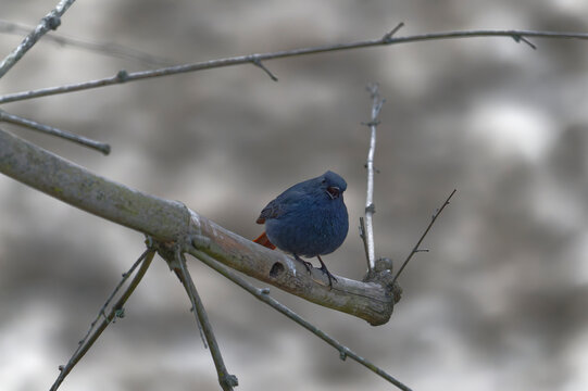 Plumbeous water redstart on the branch - Powered by Adobe