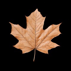 Obraz premium Intricate Details of a Dried Maple Leaf Against a Black Background