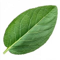 Obraz premium Detailed Close-up of a Single Sage Leaf Isolated on White Background