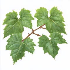 Detailed Illustration of Lush Green Grape Leaves and Vine
