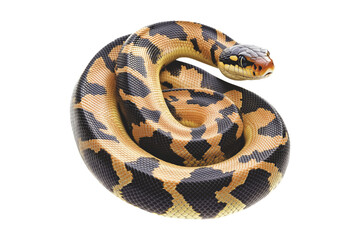 Obraz premium Coiled yellow and black patterned snake, isolated on white transparent background, reptiles or wildlife, symbolizing Chinese Lunar New year
