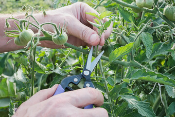 Hands pruning tomato plant vines with scissors in garden
