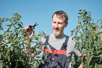 Caucasian male adult pruning tomato plants in garden on sunny day