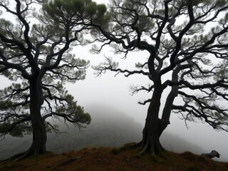 Foggy hills hide ancient fir trees with gnarled branches, natural beauty, ancient fir tree