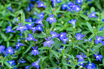 close-up blue Lobelia Erinus flowering in a summer garden