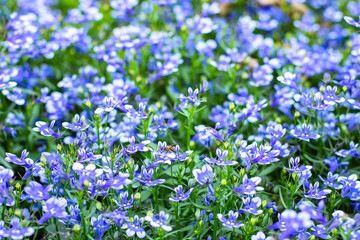 Obraz premium close-up blue Lobelia Erinus flowering in a summer garden