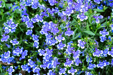 close-up blue Lobelia Erinus flowering in a summer garden