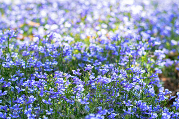 Obraz premium close-up blue Lobelia Erinus flowering in a summer garden