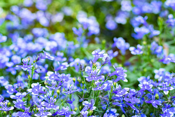 close-up blue Lobelia Erinus flowering in a summer garden