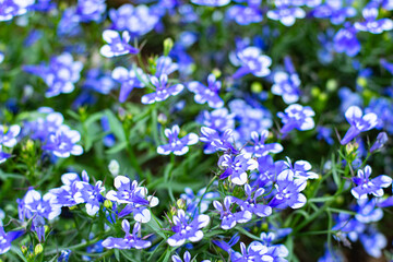 close-up blue Lobelia Erinus flowering in a summer garden