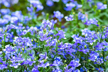 close-up blue Lobelia Erinus flowering in a summer garden