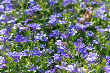 close-up blue Lobelia Erinus flowering in a summer garden