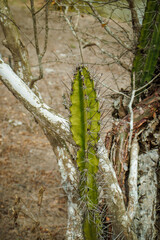 Fotografia de um cacto típico do sertão nordestino, em contraste com uma árvore seca. A imagem captura a força da natureza em um ambiente desafiador, destacando a adaptação da flora local.