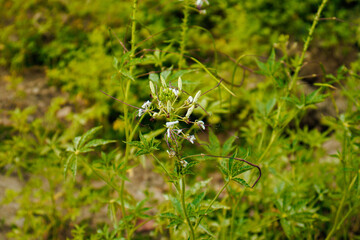 Fotografia macro de uma flor silvestre encontrada no sertão nordestino. A imagem captura a beleza delicada da planta, destacando suas pétalas brancas e o pistilo central. Um registro da rica biodivers