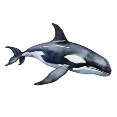 watercolor Orca isolated white background