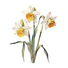 Fototapeta premium watercolor Narcissus isolated white background