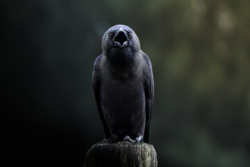 un effrayant corbeau vous regarde! © Pike_France