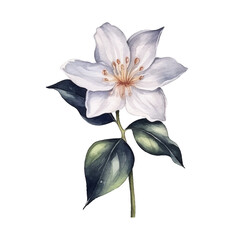 watercolor Night Queen flower isolated white background