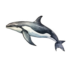 watercolor Orca isolated white background