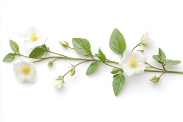 Obraz premium Isolated white Cistus ladanifer flower plant. Generative Ai