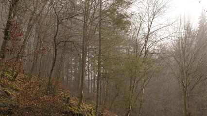 Obraz premium Laubwald im Winter